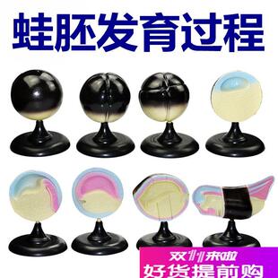 套实验器材动物妊娠 青蛙胚胎发育过程模型中学生物课用D教具8件