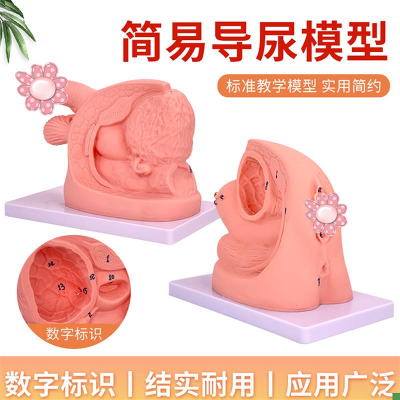 男性内外生殖g解剖模型及导尿模具医学用人体导尿插管模型教具