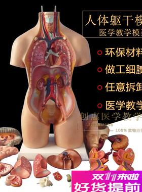 45CM两性躯干带内脏解剖模型可拆为分23件K55CM人体解剖躯干19件