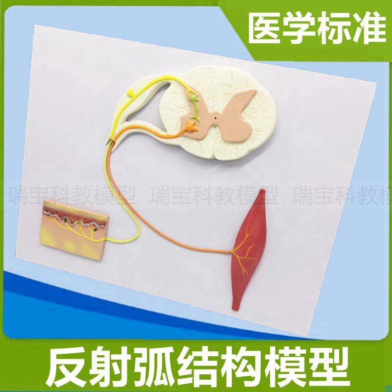 反射弧模型感受器肌肉神经高中生物F生理课实验神经元细胞髓鞘树