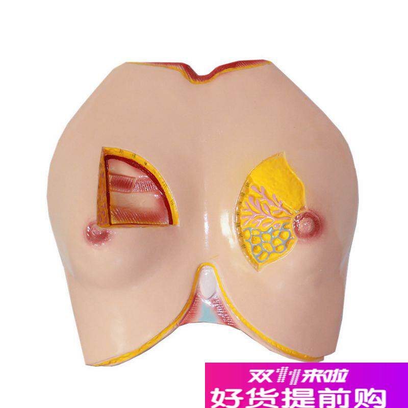 康泰模型女性胸壁乳腺淋巴管乳房解剖胸腔肋骨肌肉U催乳师培训家