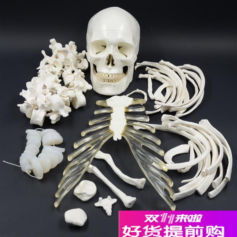人体全身散骨模型170cm仿真骨骼模型骨架V模型医用正骨