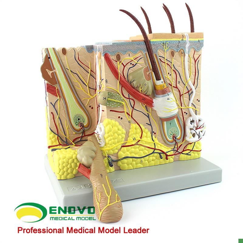 ENOVO颐诺放大人体皮肤v解剖结构模型微创皮肤美容整形脸面部模型