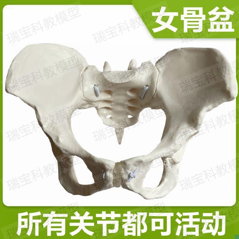 1比1女盆骨模型家政p月嫂产康技能月子盆底修复可拆卸关节活动现