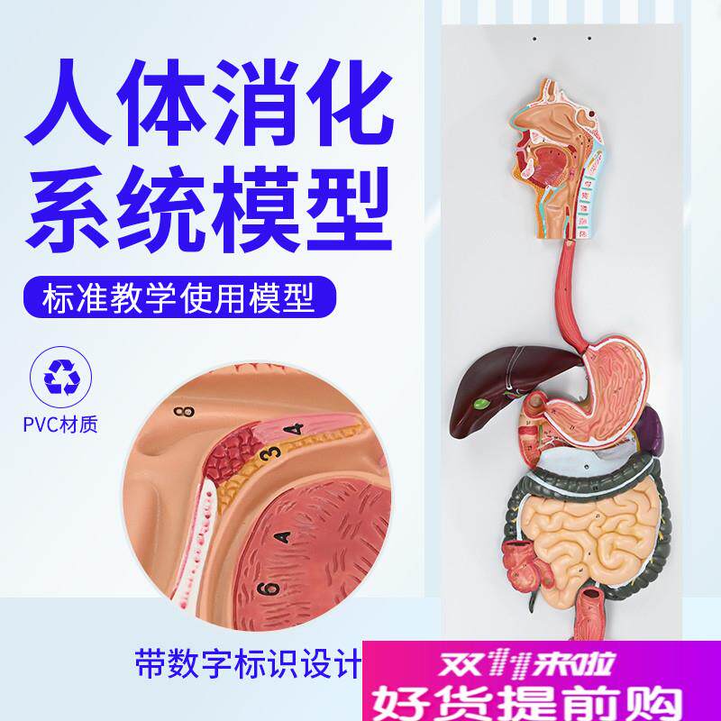 人体消化b系统模型消化道胃冠状剖面鼻咽喉大小肠胃解剖模型