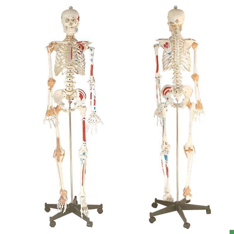 170cm人体骨骼模型肌肉起止z点韧带骷髅骨架模型医用人体标本模型