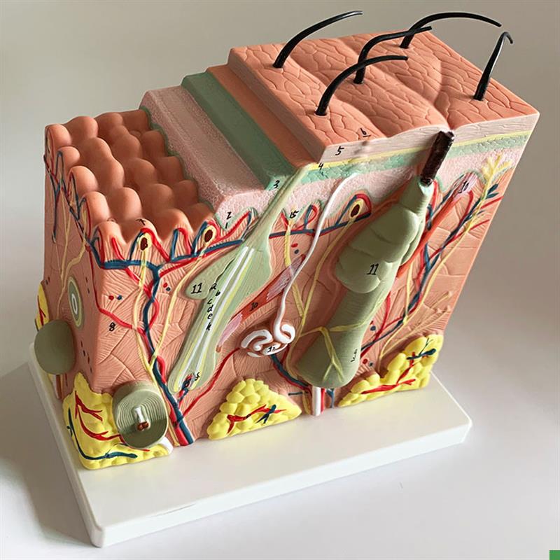 人体皮肤结构解剖模型表皮层w次立体构造缝合真皮表皮皮下组织包