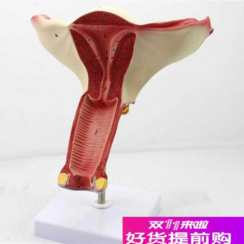 颐诺正品女性阴道子宫模型卵巢输卵管模型M女性生殖系统解剖妇科