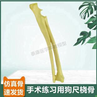 狗尺骨桡骨模型手术操作用t假骨仿真标本四肢动物骨骼宠物犬腿骨