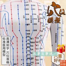 经络大号60cm人体穴位模型人体经络模具人体针灸模型十二经脉