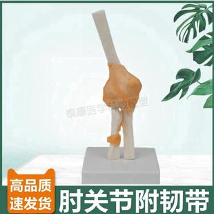 肘关节模型尺骨肱骨桡骨上t肢骨骼韧带人体关节医用生物课康复功