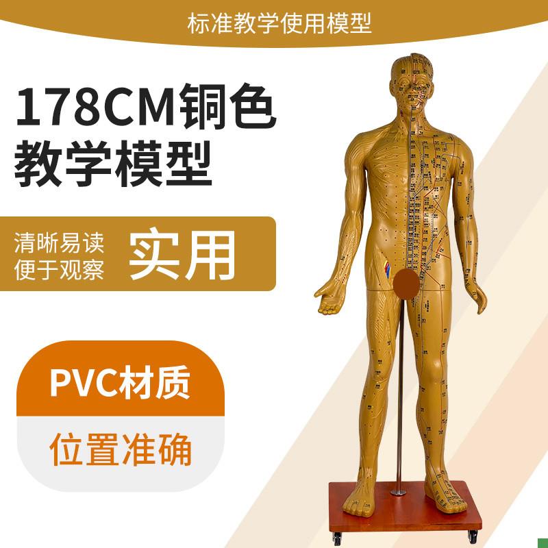 178CM人体针灸穴位男性模型中医经络K穴位模型针灸医用十二铜人