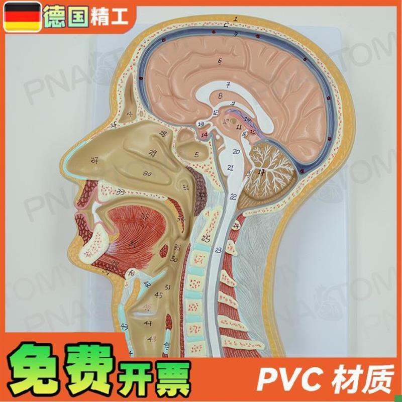 德国】人体d头部矢状切面额状切大脑结构解剖模型医学耳鼻喉科美