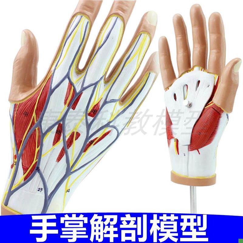 手掌解剖a模型皮肤肌肉血管神经关节肌腱韧带外科医生教学手指骨