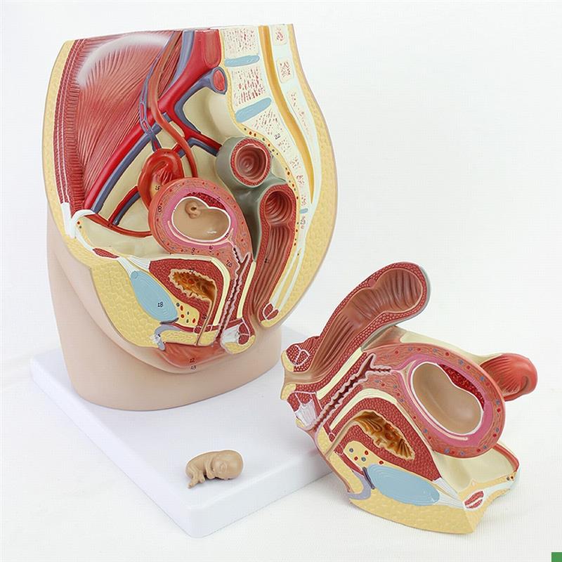 ENOVO颐诺女性盆腔p解剖模型生殖泌尿子宫胚胎儿妇产科医学用教学