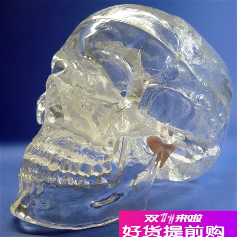 颐诺正品透明人体头颅骨解剖y模型水晶头骨神经科X光介入模型