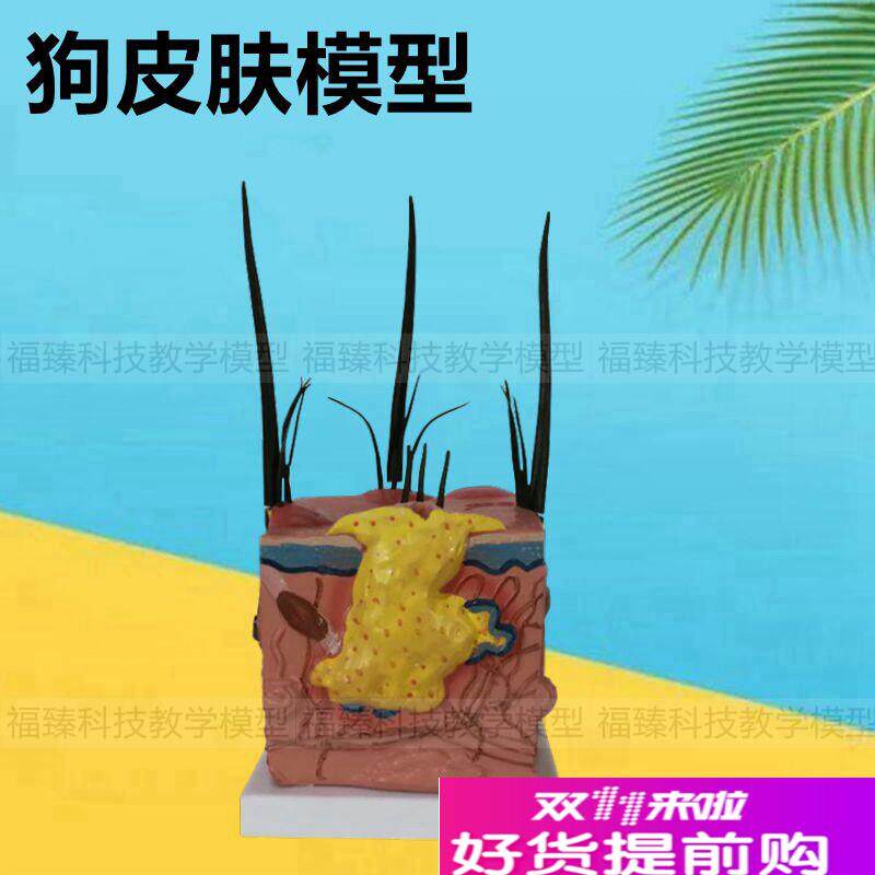 犬皮肤模型狗毛发皮下q组织动物宠物医院虫子叮咬病理耳朵兽医教