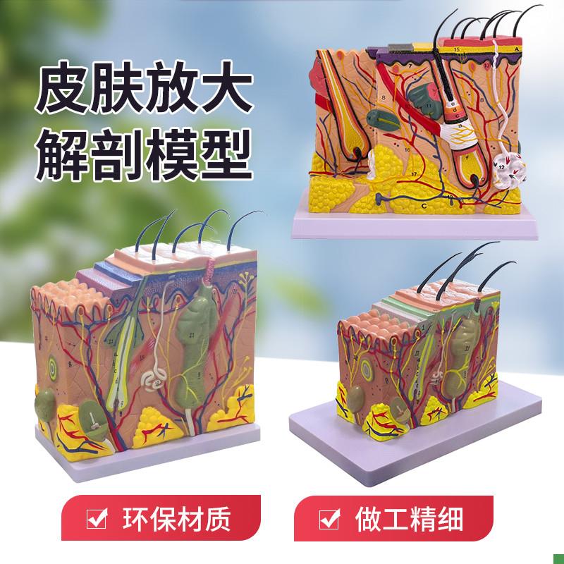 人体皮肤a组织结构放大模型医学美容整形立体皮肤放大50倍解剖模