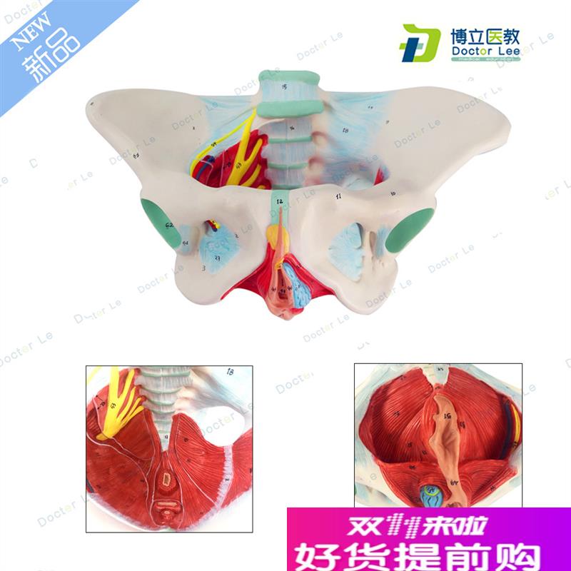 女性盆底肌模型子宫模型女性分娩骨盆模L型教学助产医用骨盆模型