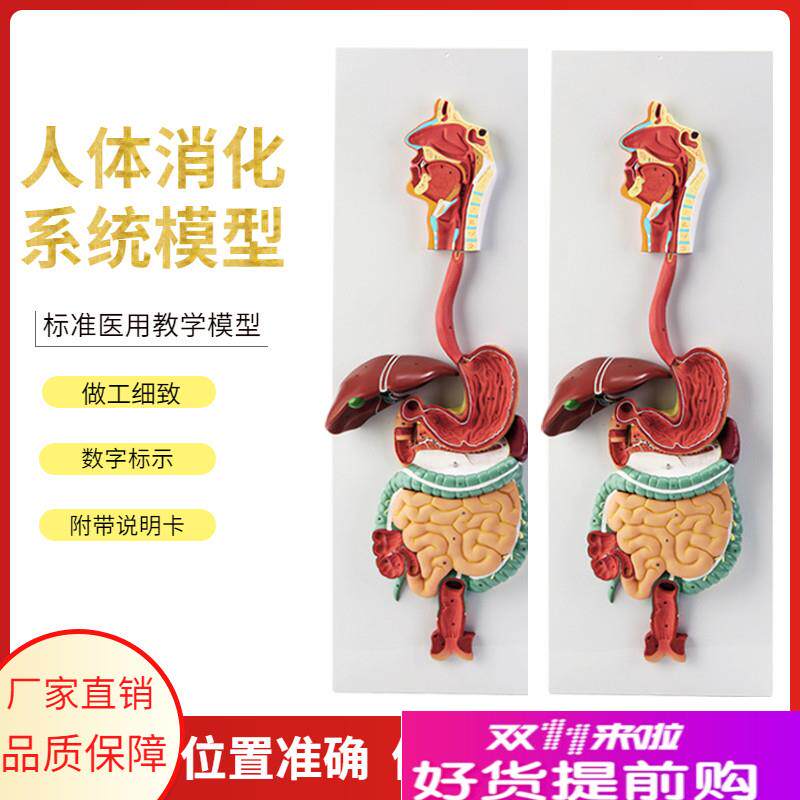 人体消化系统模型消化道胃剖面鼻咽喉胃解剖模型肛Z肠科大小肠
