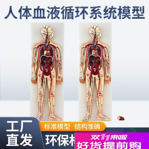人体血液循环系统模型心脑u血液循环静脉动脉解剖模型心脏教学模