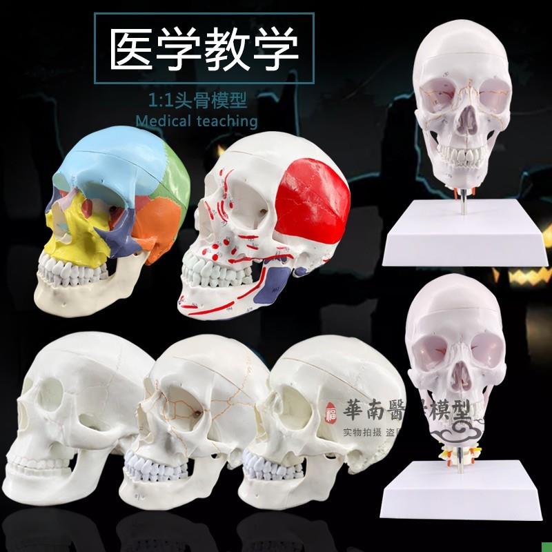 1:1树脂骷f髅头绘画人头骨艺用人体肌肉骨骼解剖头骨模型美术现货