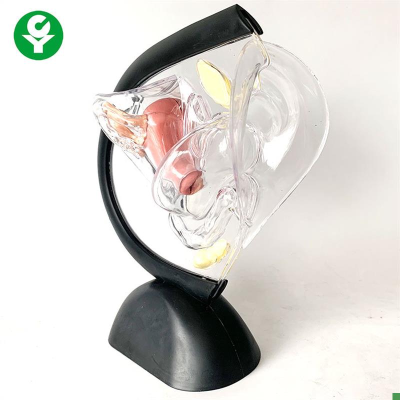 透明子宫模型计生教n育用品展示可视子宫构造子宫解剖透明生殖系