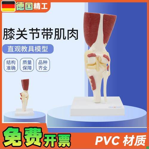 德国】1:1大人体膝关节带肌肉韧带骨骼K模型膝盖骨运动系统教学骨