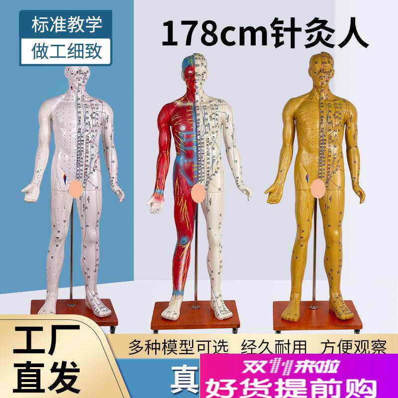178CM人体针灸穴位模型中医针灸人体经K络穴位带半边肌肉解剖模型