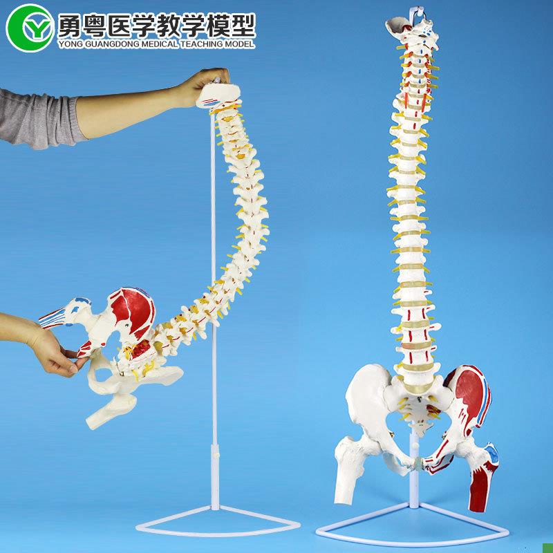 成人一比一人体脊椎带肌肉起止点模型可弯曲按摩X理疗教学模型