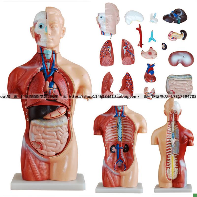 42CM无性躯干模型18件(y解剖模型)人体躯干人体解剖模型可拆
