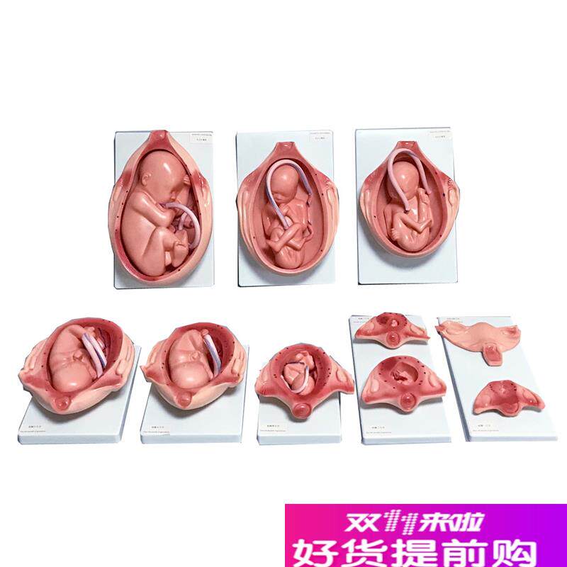胎儿妊娠发育过i程模型胎儿生长发育整套模型妊娠怀孕十月分娩教