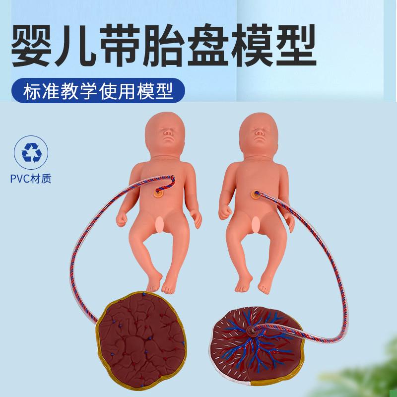 仿真新生儿e附脐带娃娃模型妇产科婴儿模型初生儿宝宝脐带胎盘