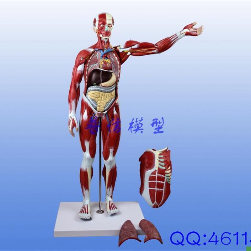 普信78cm肌肉人模型人体器官模型I教用医用内脏模型组织模型