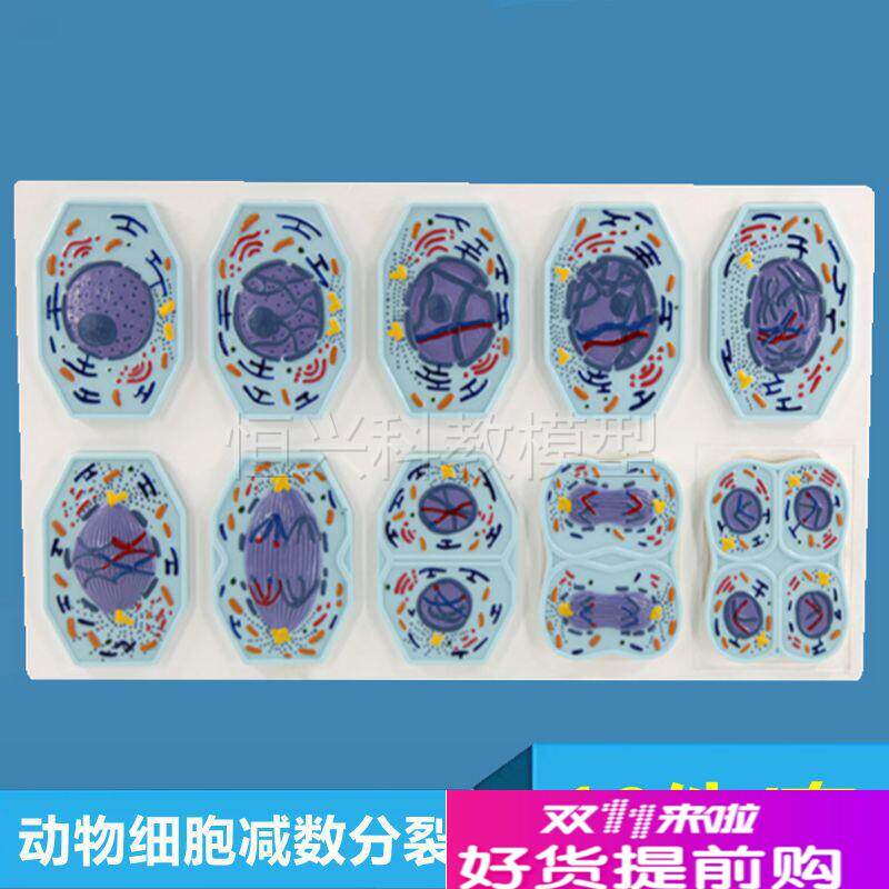 动物细胞减数分裂动物有丝分裂染色I体高中生物教学仪器实验材
