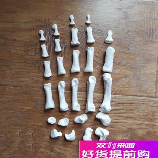 康泰医学模型散装手骨游离腕骨医用解剖教学工艺美术Y服装设计道