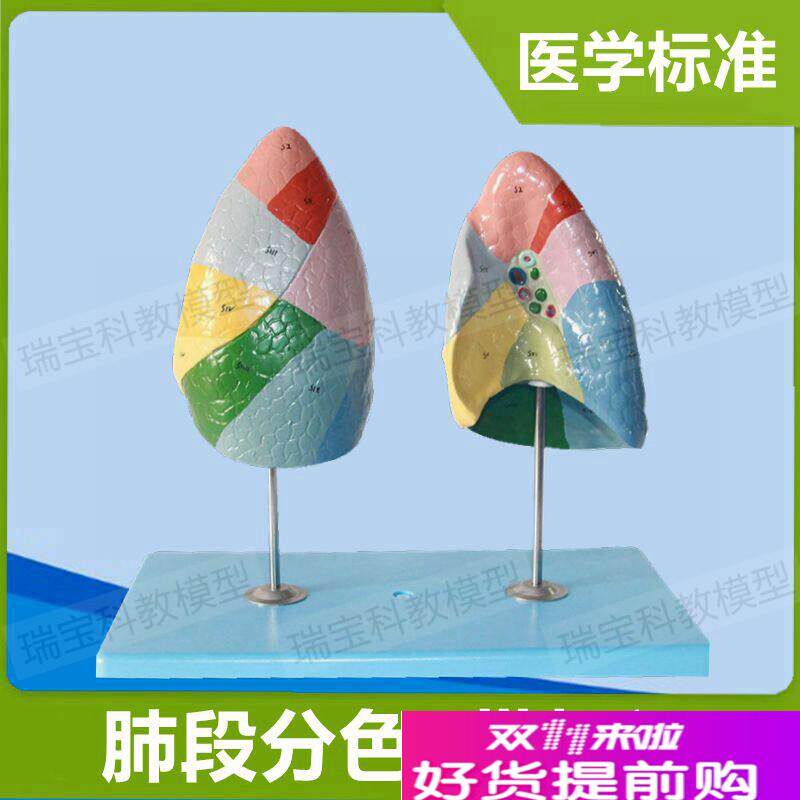肺段模型肺叶左右肺m带标识医用教具仿真PVC材质1:1比例肺组织结