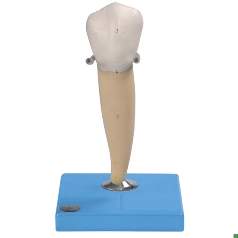 前磨牙有一个牙根模型BO10004/3