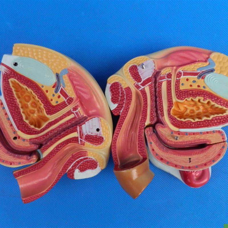 女性男性生殖器官解剖模型计划生育用品计L生展示模型计生委指定