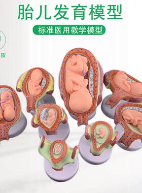 妊娠胚胎发育模型生育演示y胎教妇科模型婴儿胎儿发育过程
