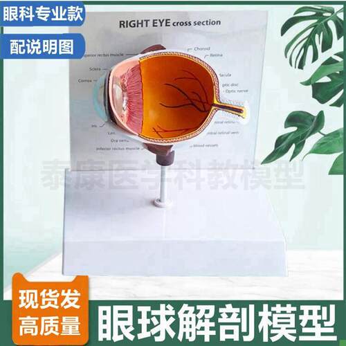 眼底模型视网膜血管神经虹膜晶状体巩膜眼睛构S造眼科医患白内障