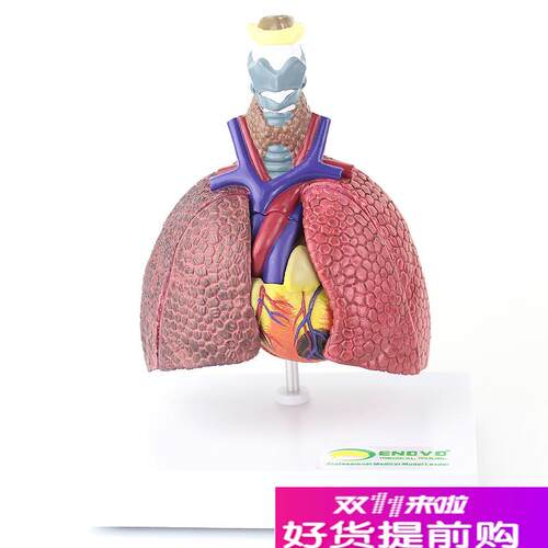 ENOVO颐诺人体心肺r疾病演示模型正常肺吸烟肺支气管炎心脏病理