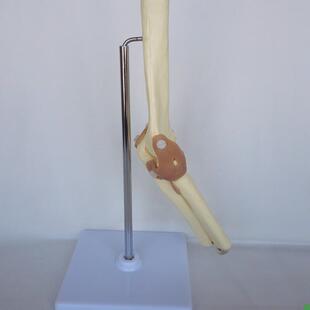成人肘关节功能模型p骨骼骨架人体医用教学讲解桡骨尺骨肱骨