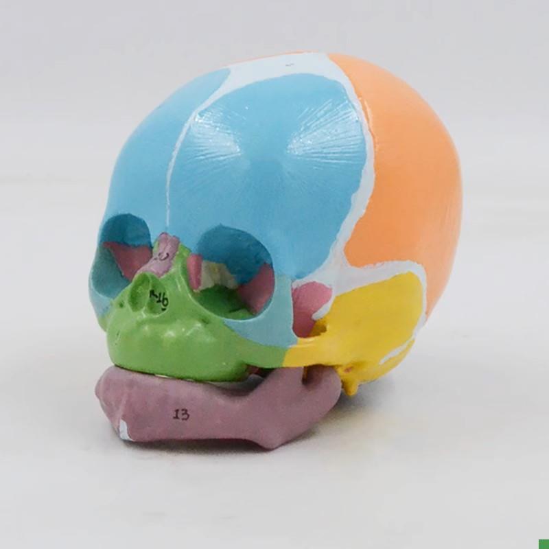 胎儿头骨模型新生儿婴儿颅骨色分囟门H骨缝妇幼助产示教产科教学