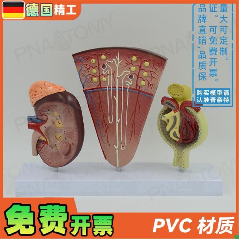 德国】人体立体肾脏解剖模型肾与肾单位肾小球T泌尿系统泌尿科男