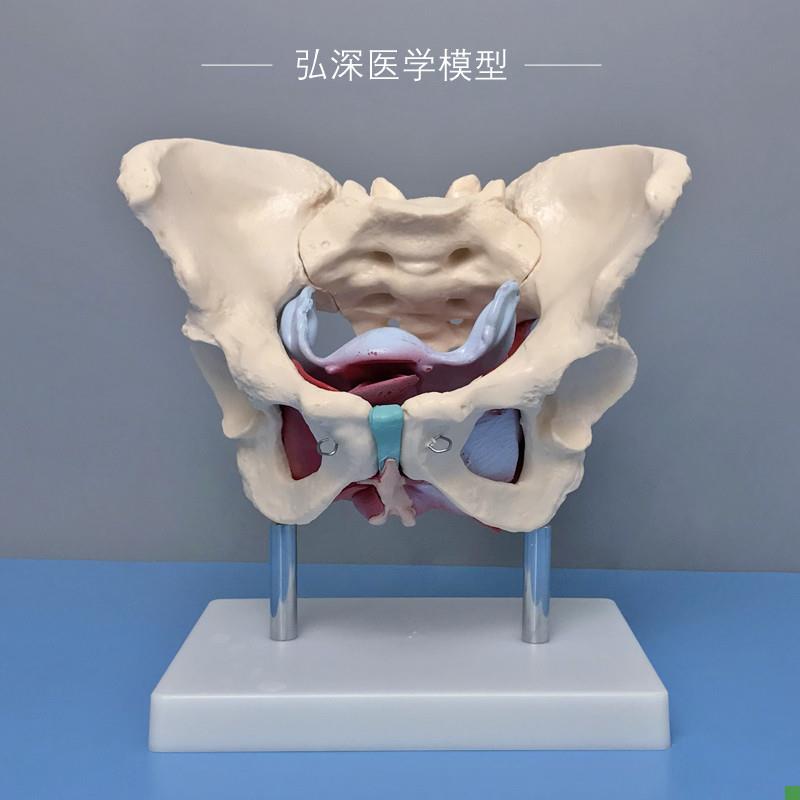 女性骨盆带盆底i肌肉模型子宫卵巢人体器官产后康复妇产科教学模