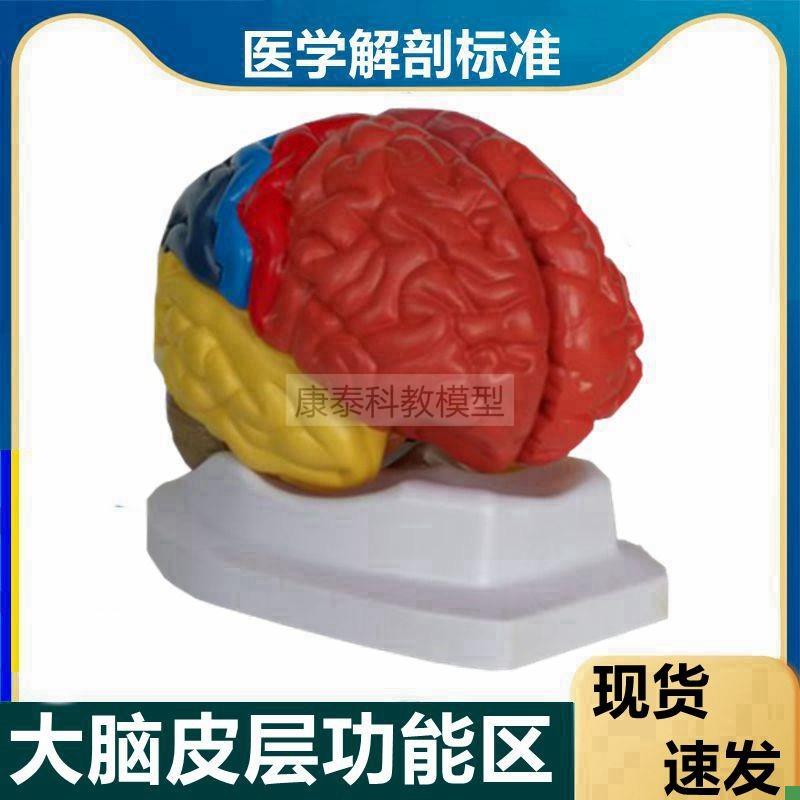 脑功能区模型大脑皮层人脑结构带说明F躯体感觉语言中枢早教全新