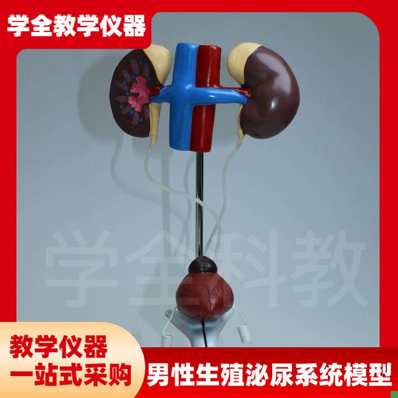 输尿管结构初中生物前p列腺教学仪器男性泌尿生殖系统模型品质模