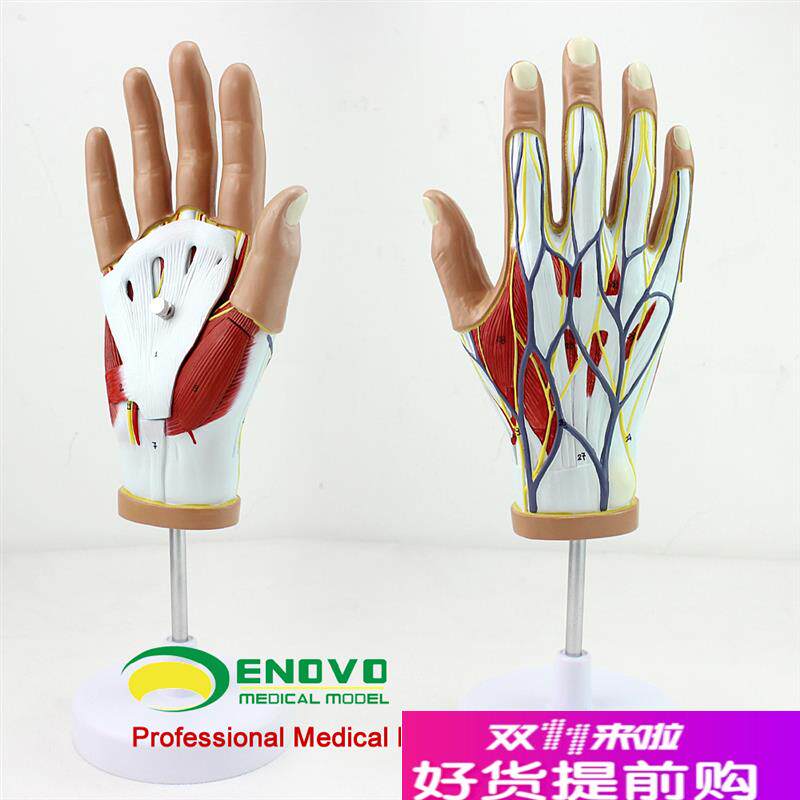 颐诺正品医用人体l手解剖肌肉神经血管模型手部韧带肌腱手关节