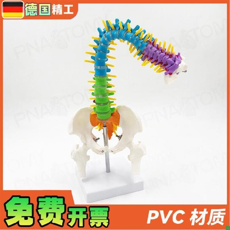 德国】45cm彩色可弯曲人体脊柱椎体可错位转动脊神经骨Z盆股骨正